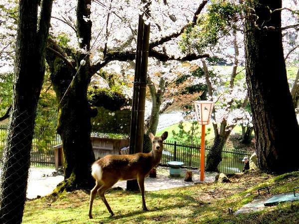 春の奈良ホテルと鹿