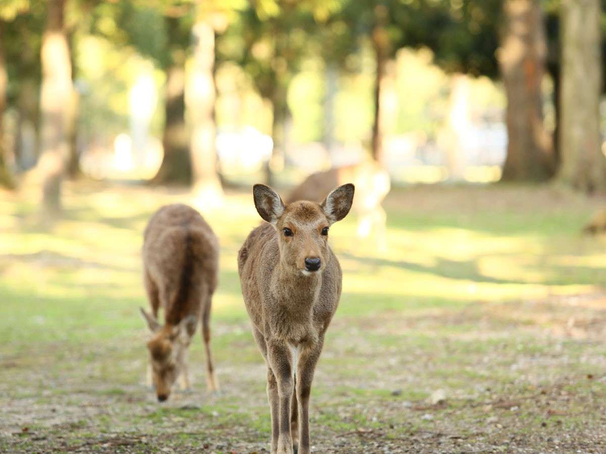 奈良ホテル近くの奈良公園