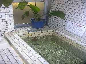 �����Ȃ����C�͑���L�΂��ē���܂�