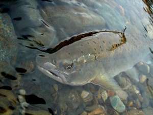 �����̃��}��