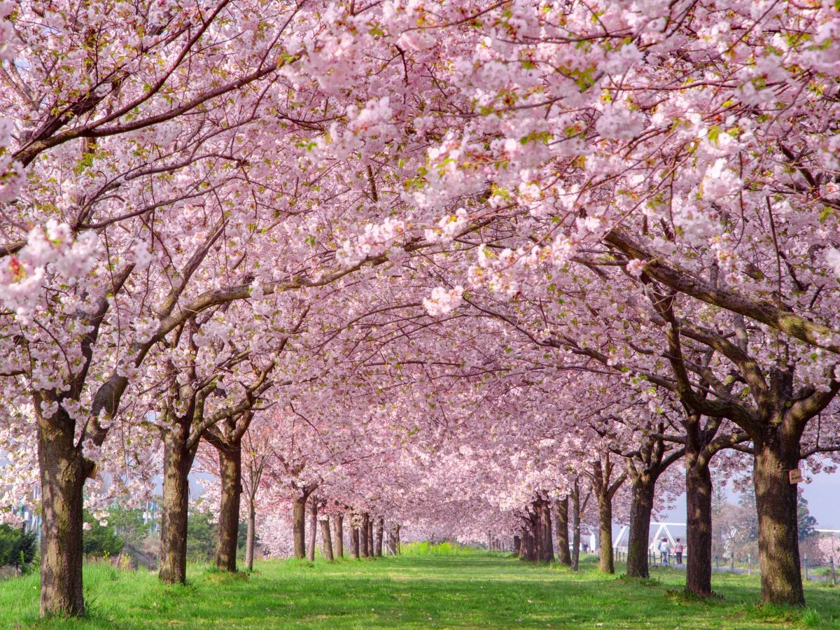 �m��Ȑ��h�̍��n4�����{�`4�����{(�����̖ڈ�)