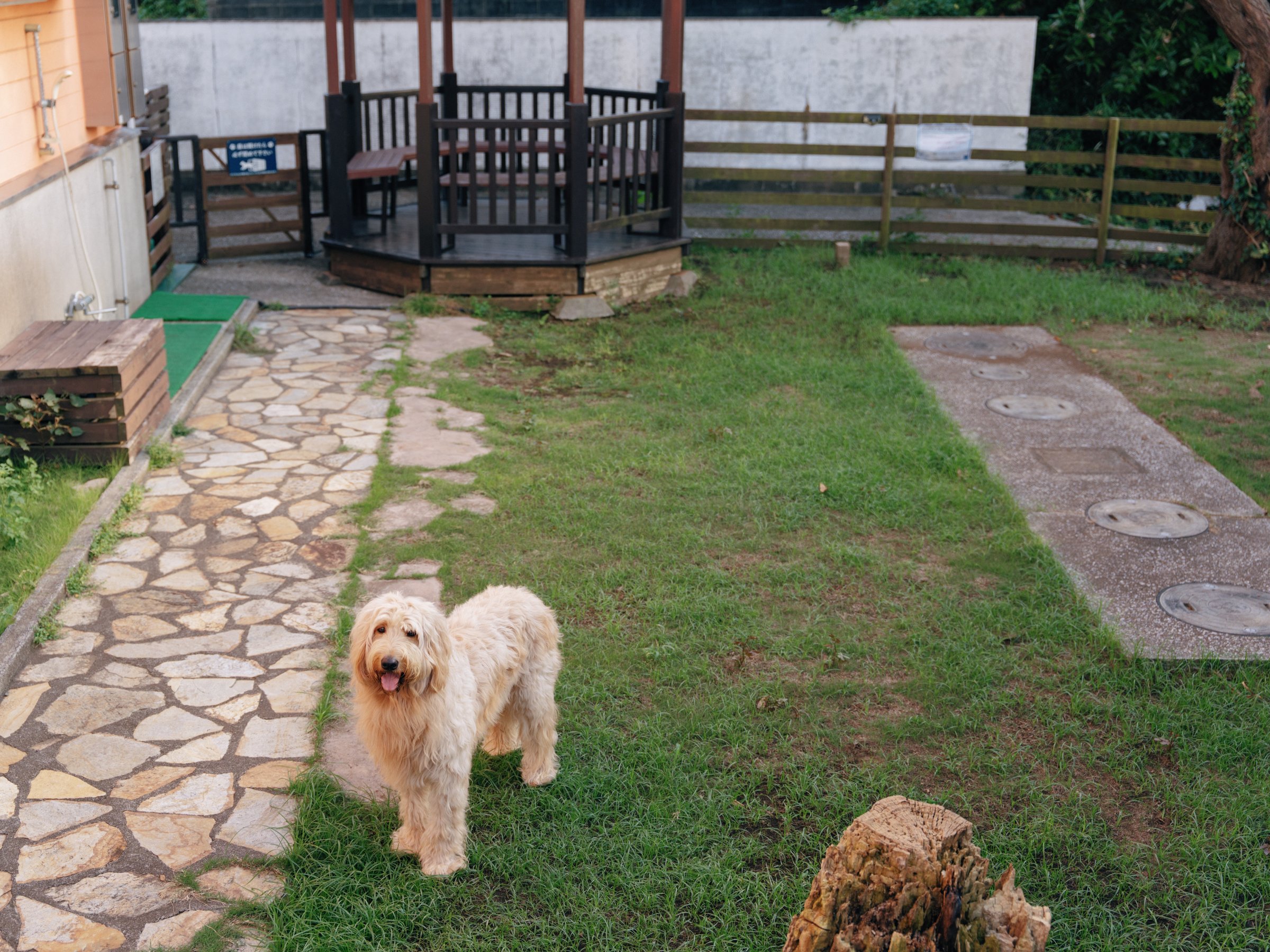 �����߂ł����A�h�b�O����������܂�