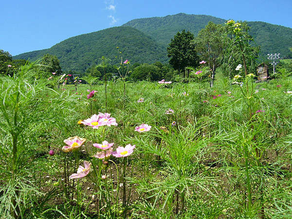 *P/G߂̊y݁􂩂킢炵RXXɖ܂B