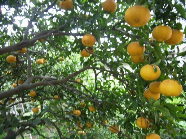 ���̉Ă݂���