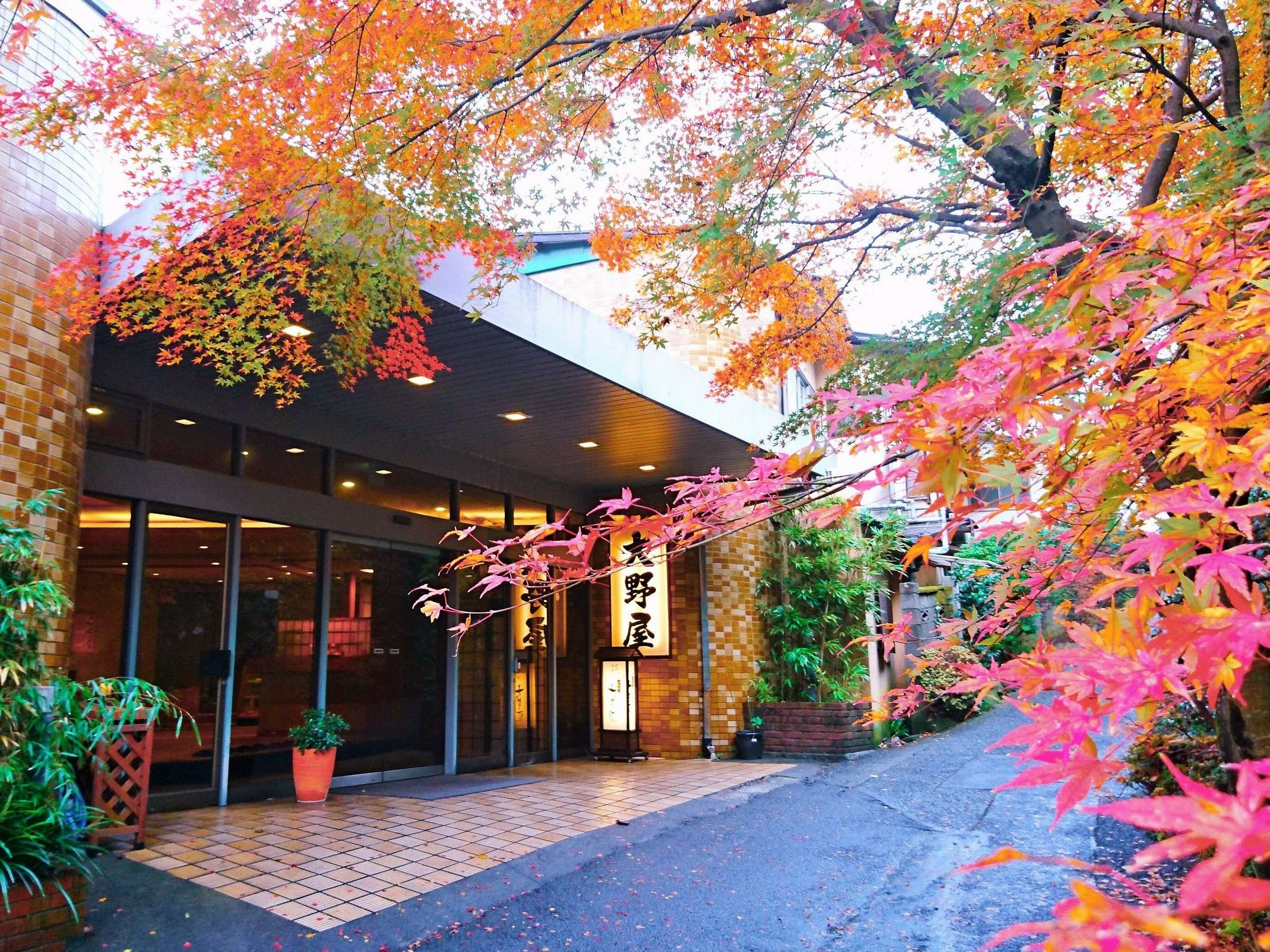 錦秋の紅葉。当館玄関前の染井吉野、もみじの木々が桜の花、新緑、紅葉と季節に彩を添え、目にも鮮やか♪