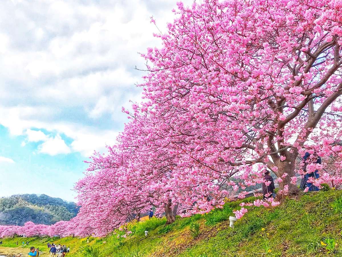 �݂Ȃ݂̍��ƍ؂̉Ԃ܂�