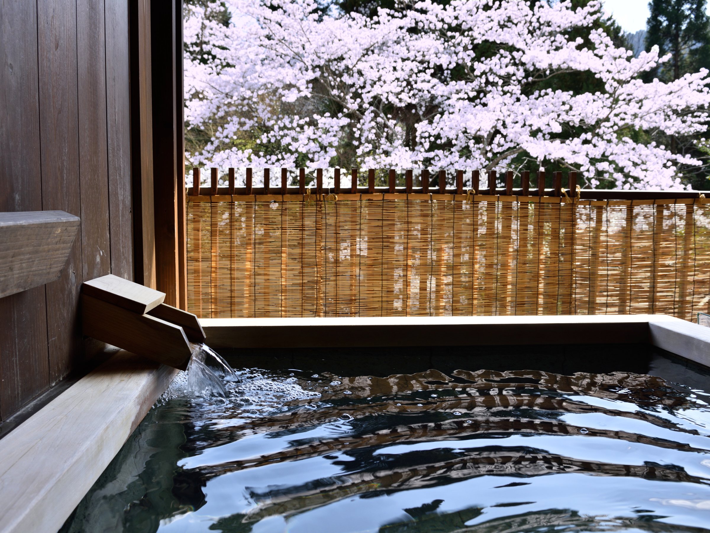 ���̍��̂��ʐ^