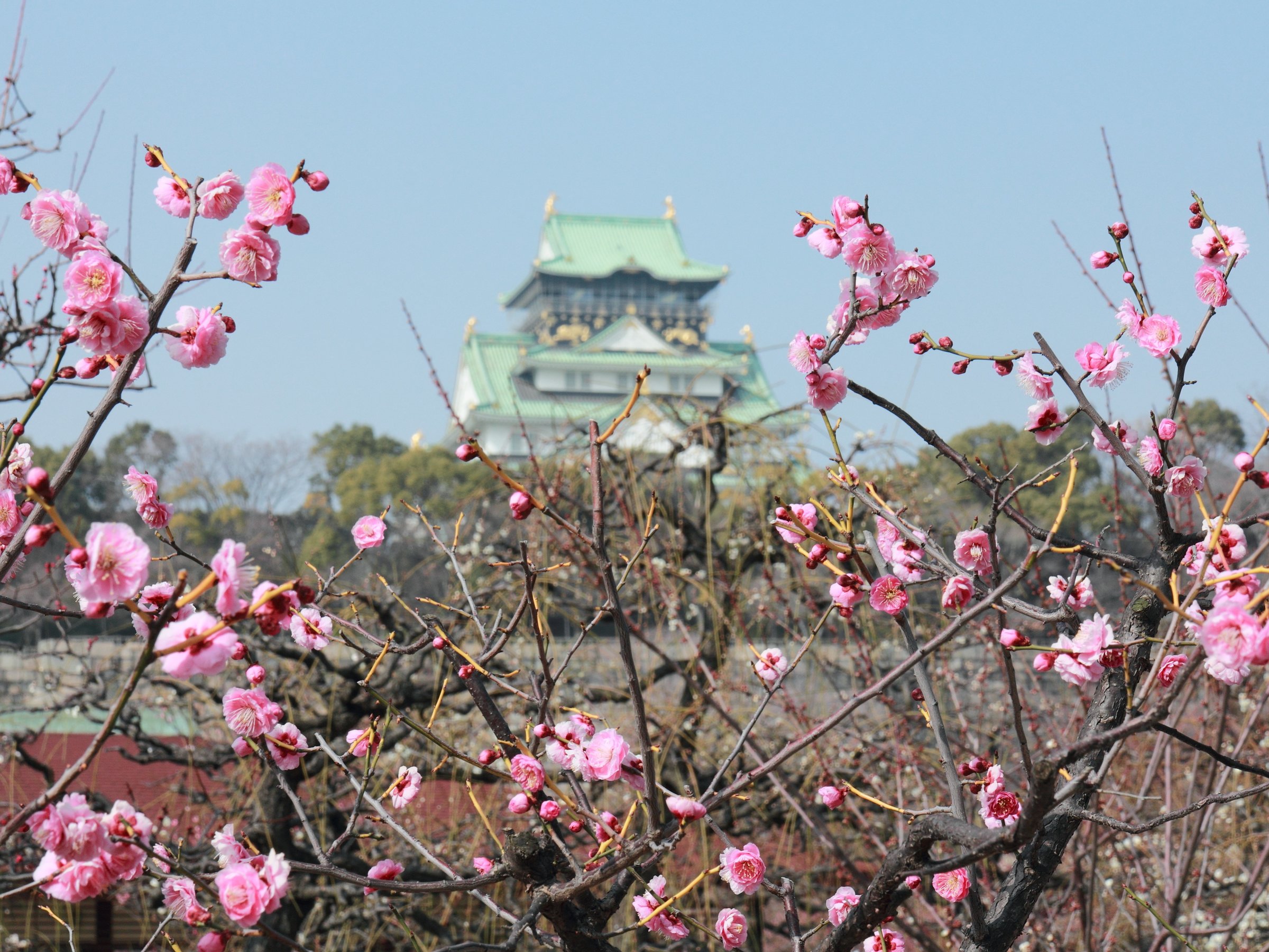 ����Ɣ~�i�C���[�W�j