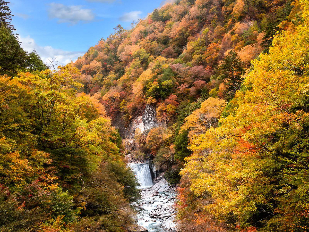 yS{쌹 Hz厩RɈ͂܂ꂽS{򋽁AH͍gtōʂ܂B