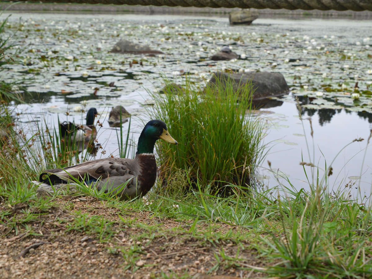 *�y���Ӂz�J�����Z�݂����炢���R���L���B