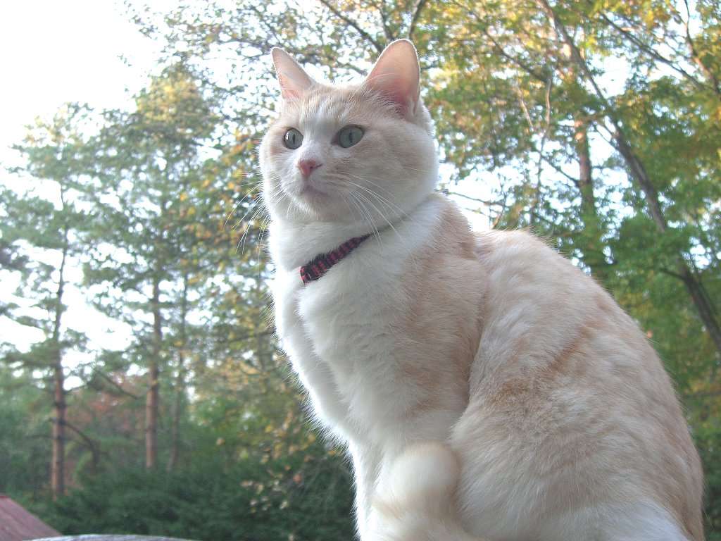 my pet ()