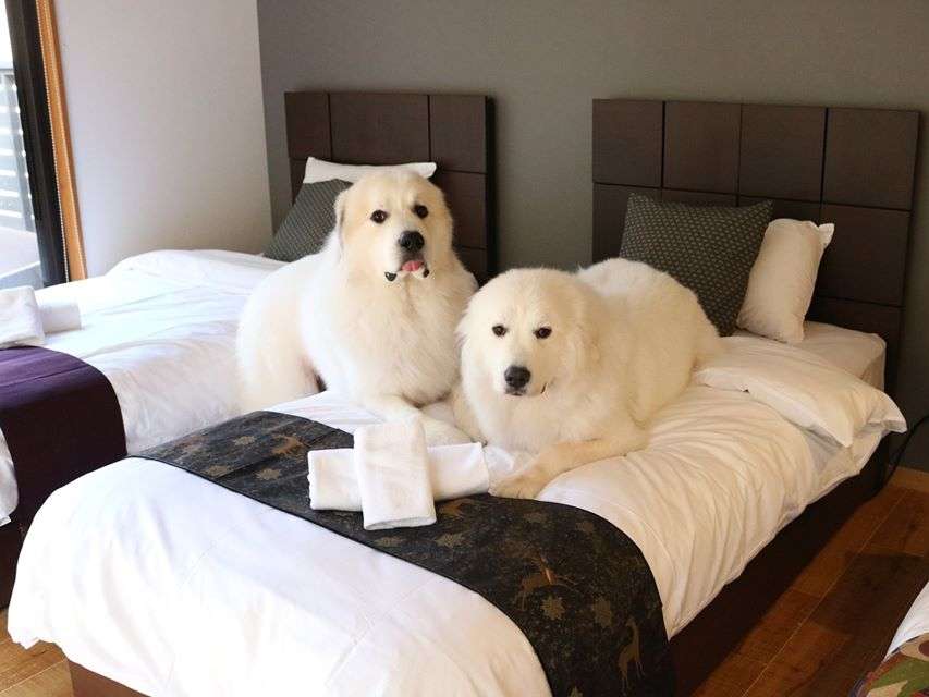 �����A���L�Ɣ��܂��{���̏h