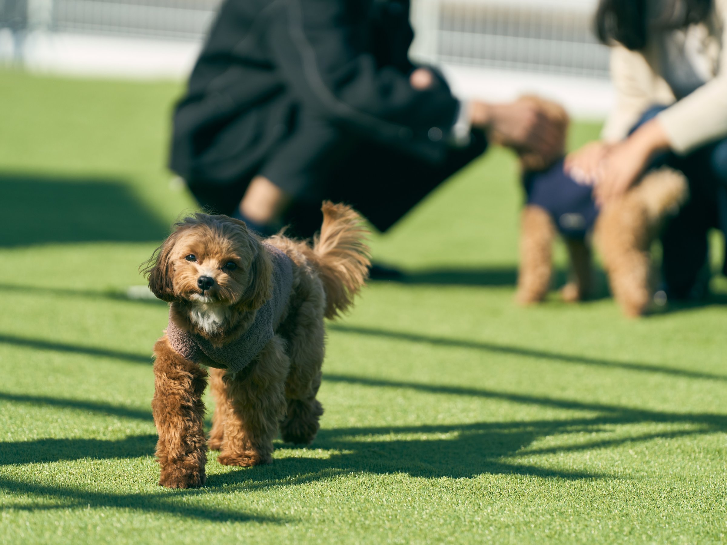 �h�b�O�����C���[�W