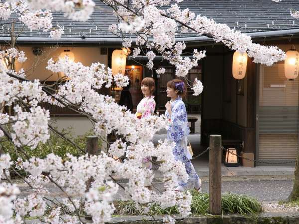 �����؂����ꂢ�Ȗ؉����͂������A�l�C�̖؉������H���k���T���B