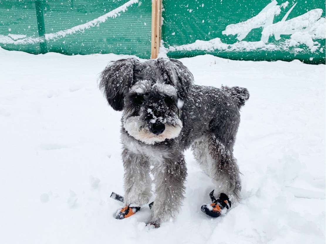 �~�̃h�b�O�����̗l�q�B