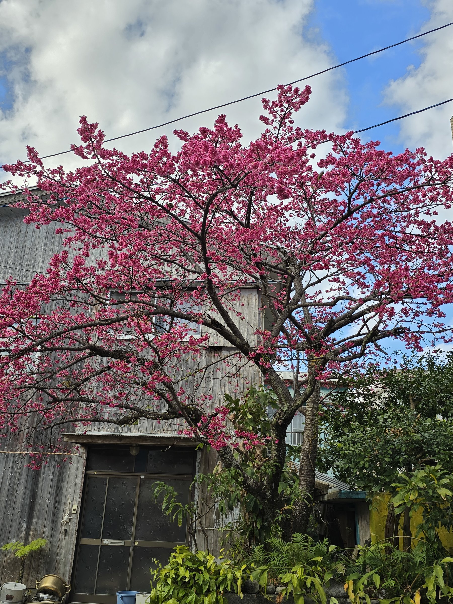 �z�e�����ɂĂP��������Q����{�ɔꊦ�������ǂ���ł��B