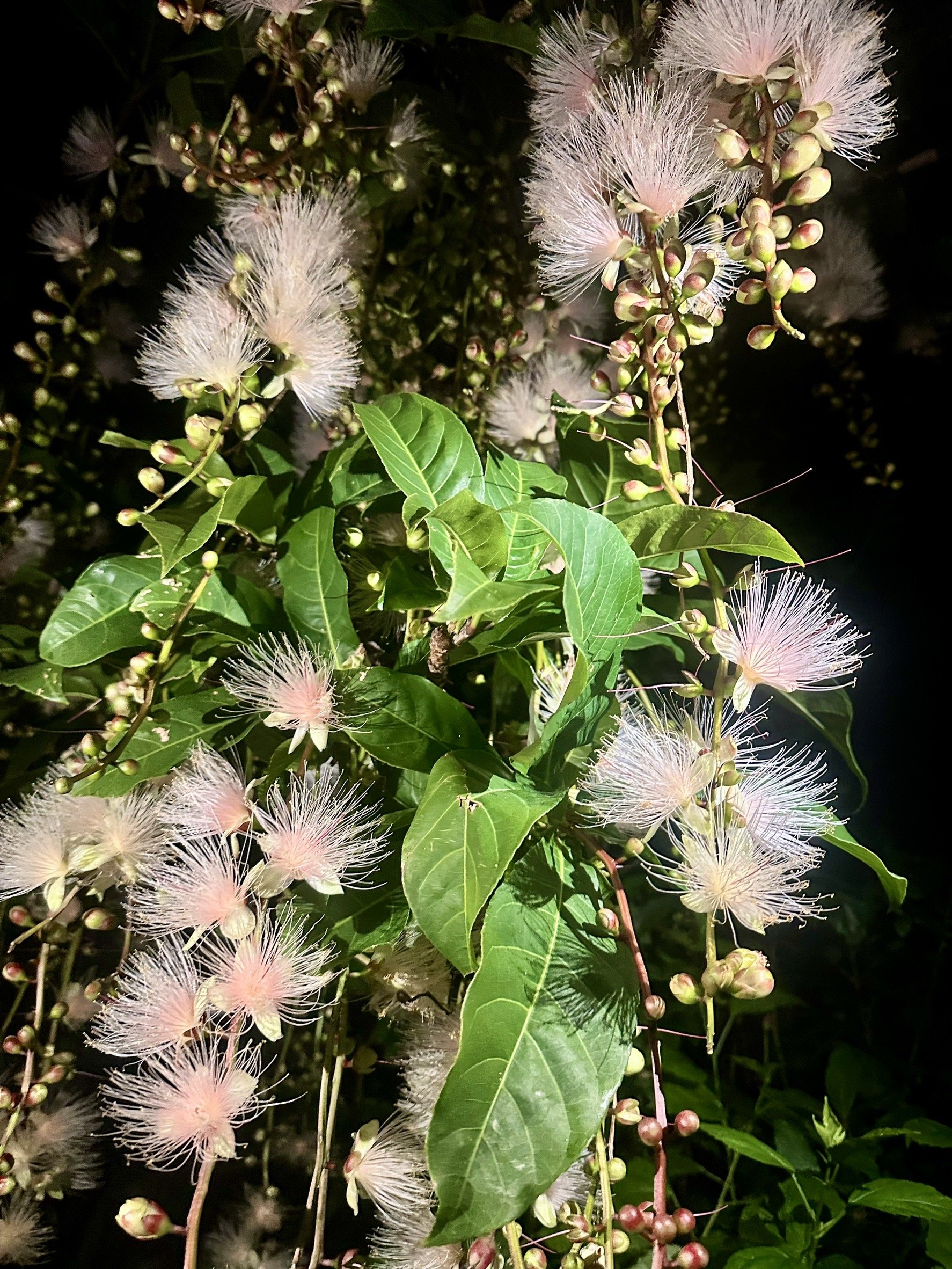 �z�e�����ɂ�6�����{�`7�����T�K���o�i�����ǂ���ł��B