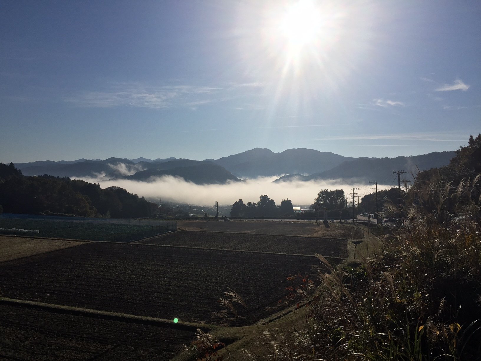 �y���ӊό��z�_�C�i�Ŋ�w�̐Y���߂��̒����R�t�߁j