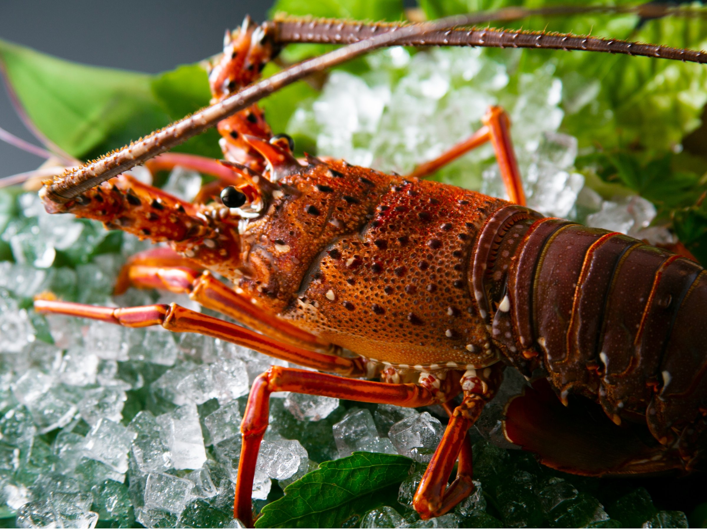 ��͍��؂Ȋ��t�����`���΃f�B�i�[��i���j