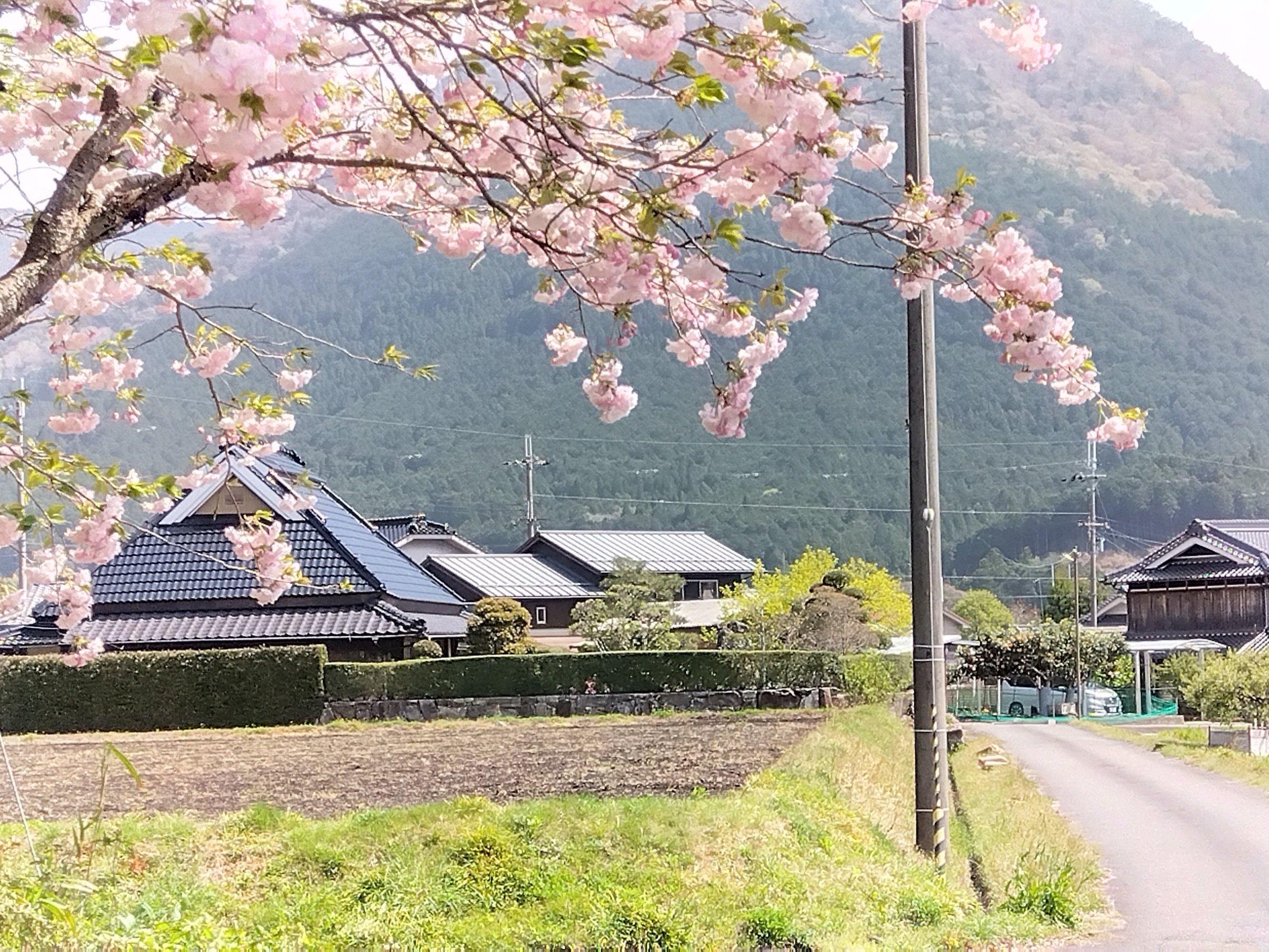 �ߗׂ̏t�i�F�i�F��_�ЋߕӁj