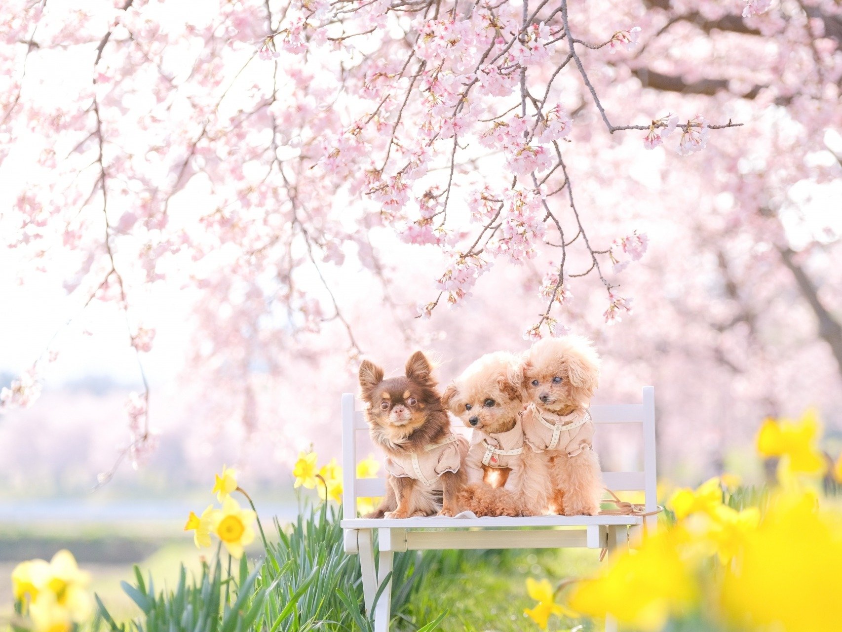 ���J�̉ԁX�ɕ�܂�āA���������Ɖ߂����t�̋x��