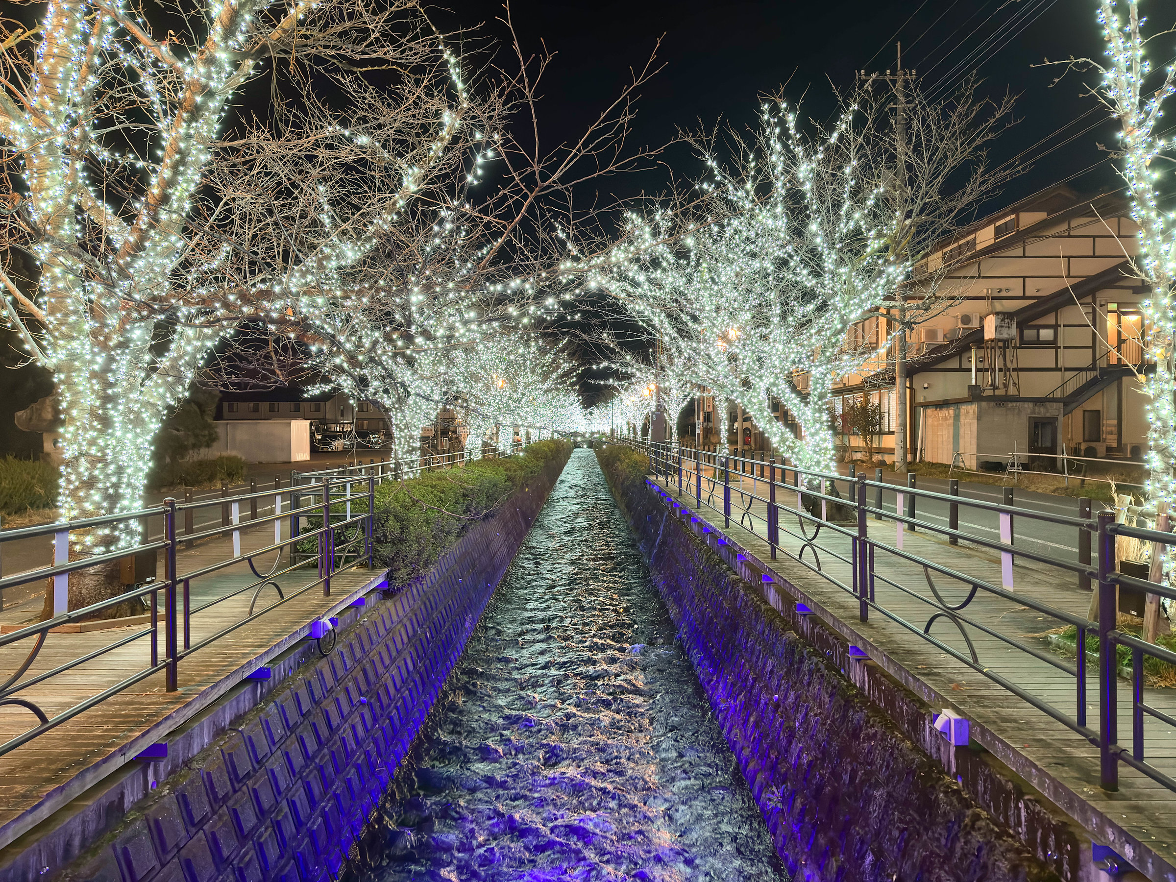 ��3km�ɂ킽���ĕ���173�{�̍��̖؂ɁA��55������LED�d������������A��̉���X�����z�I�Ȍ��ōʂ��܂�