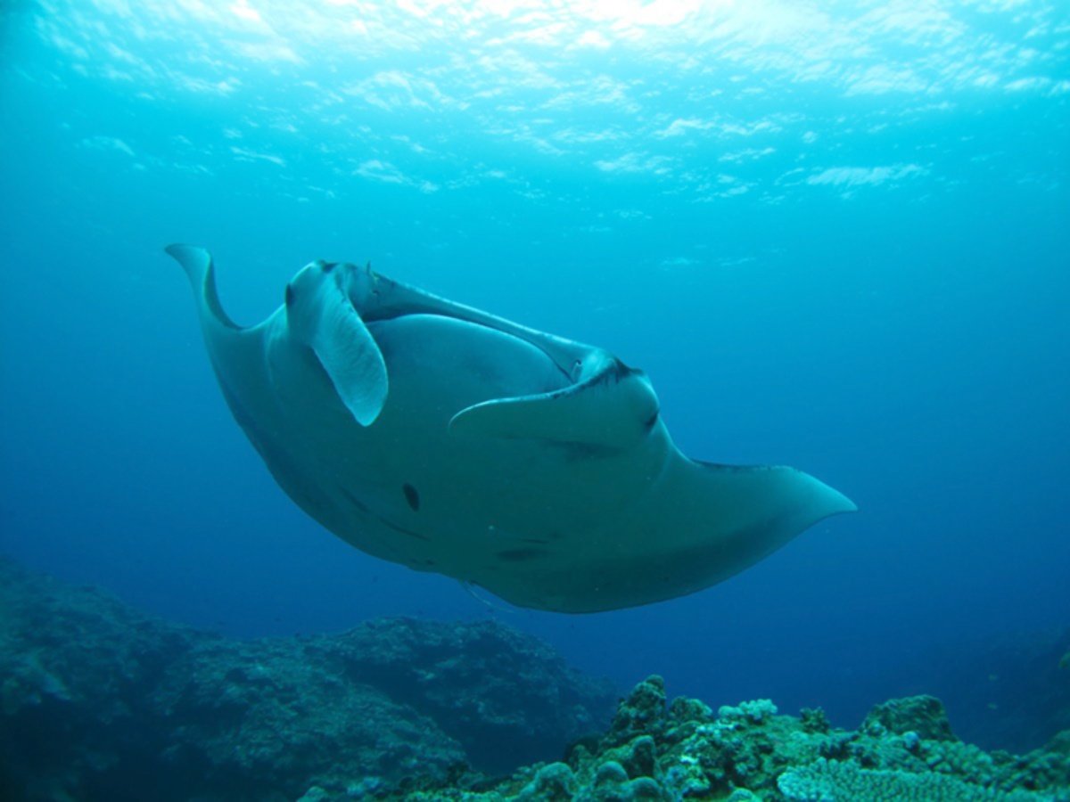 *ق̓_CrO{݂݁ICyɂ⍇^ǂ΃}^ɂo܂B