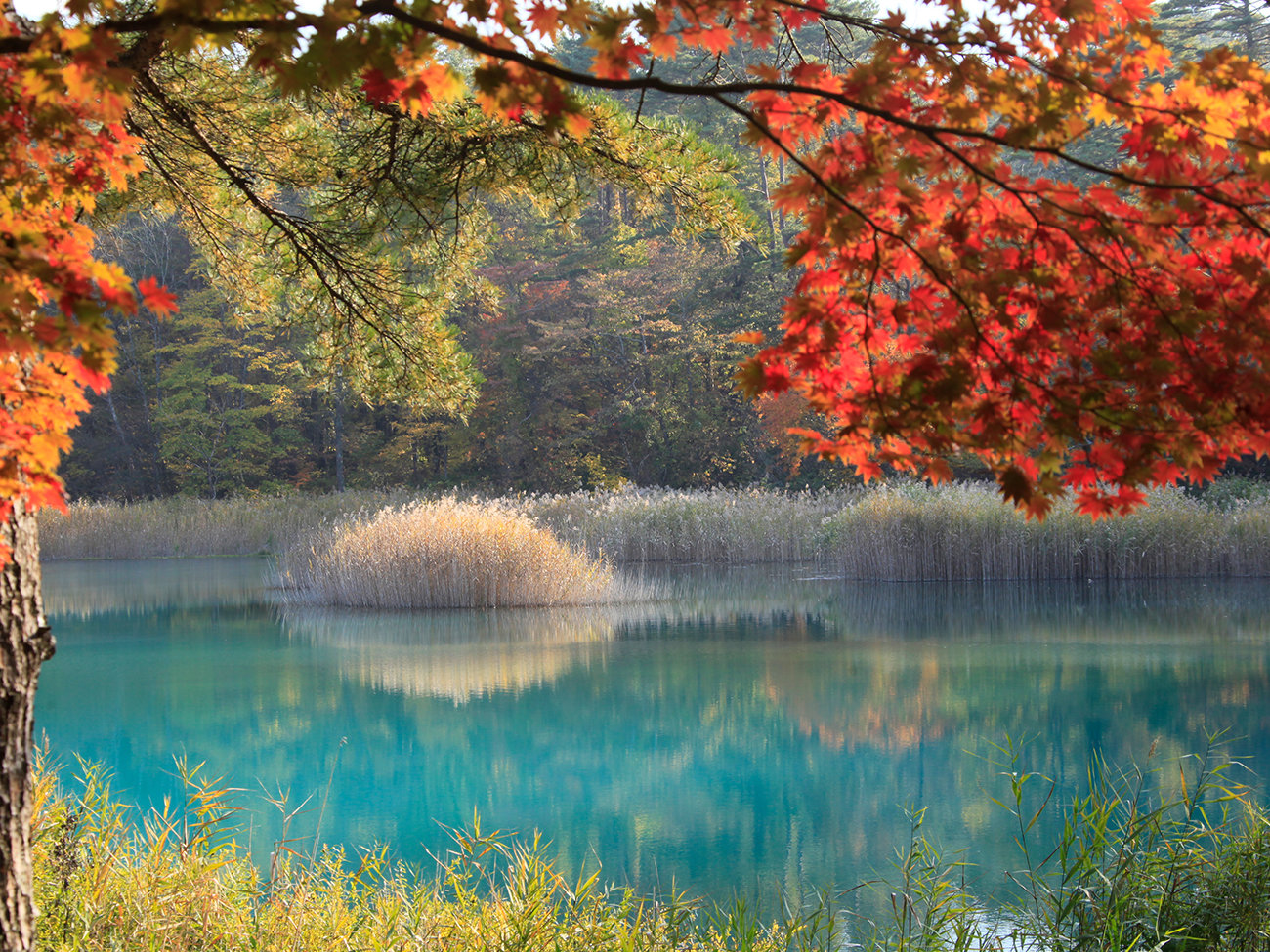 yȞܐFzzek3B΂̐ƐFÂ؁X̐Ԃ̃RgXgB