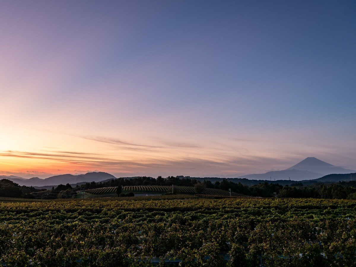 ���C�i���[�̓~