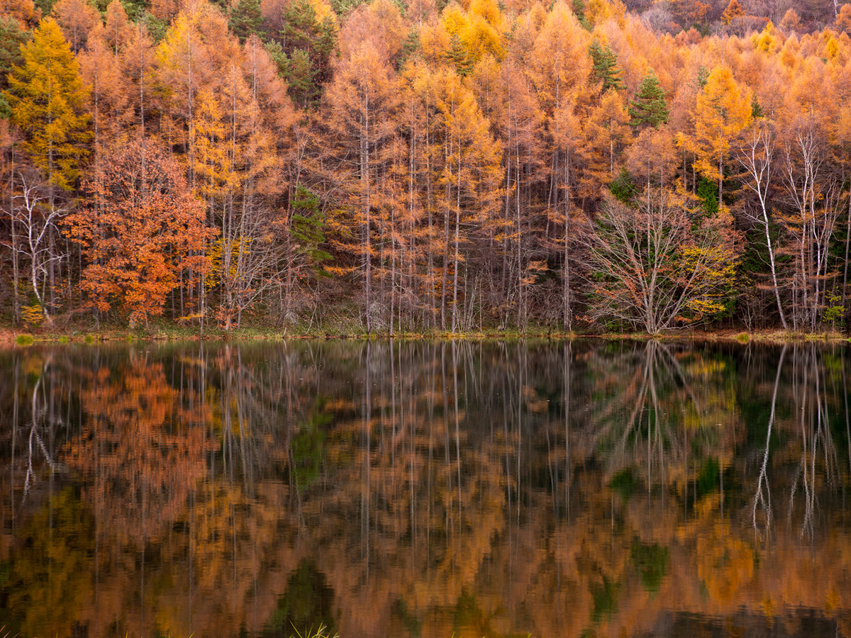 当館から車で5分の御射鹿池。美しく紅葉した木々が水面に映ります