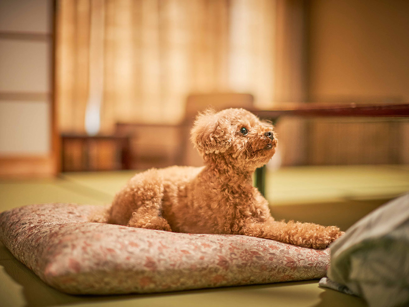 �C���[�W�摜