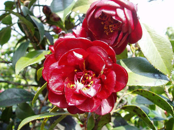 �ɓ������R�΂��� 2�����{-3����{�@�Ԃ�20��