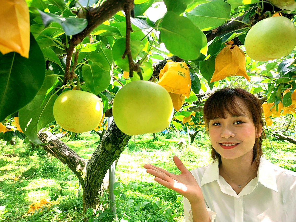 �y�����̌��z�G�ߌ���Ŋy���߂�t���[�c���̌����l�C�ł��B