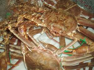 �����t�K�j