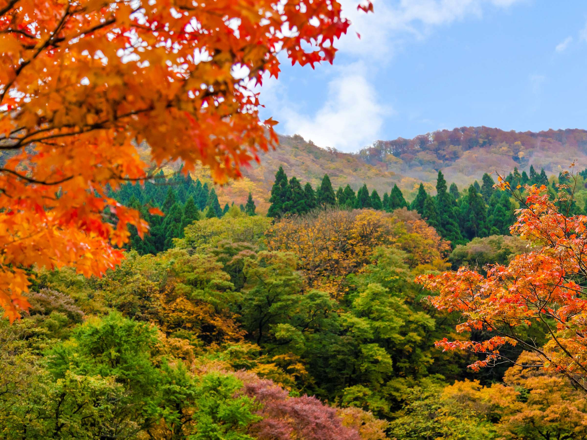 َӂł͐FN₩ȍgty݂܂I