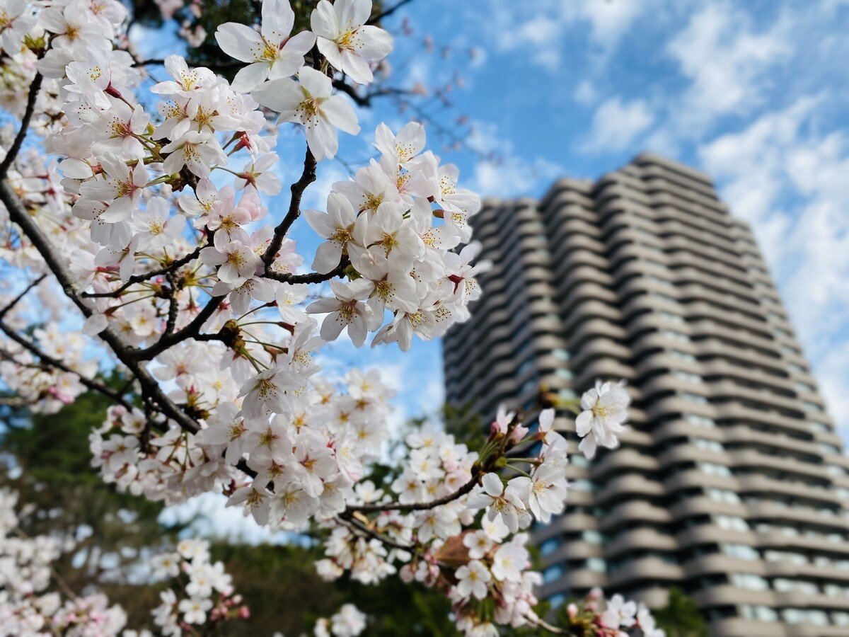 Sakura image