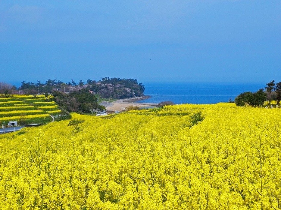 ��B�ő勉2700���{�̍؂̉�