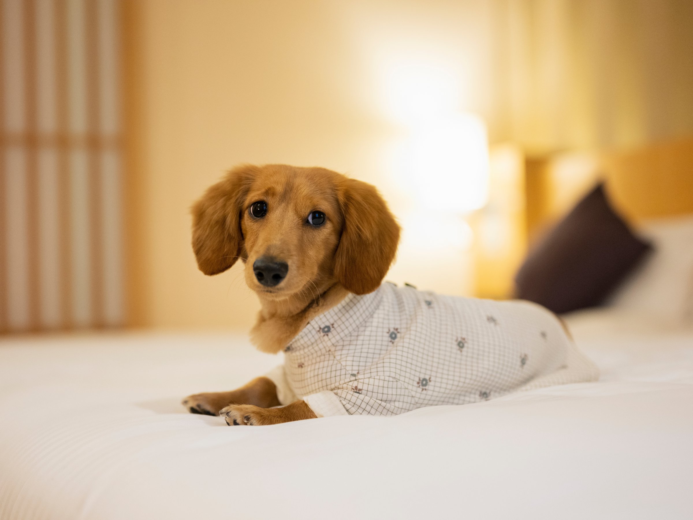 白馬龍神温泉 RYOKAN SUIの愛犬と泊まれる部屋