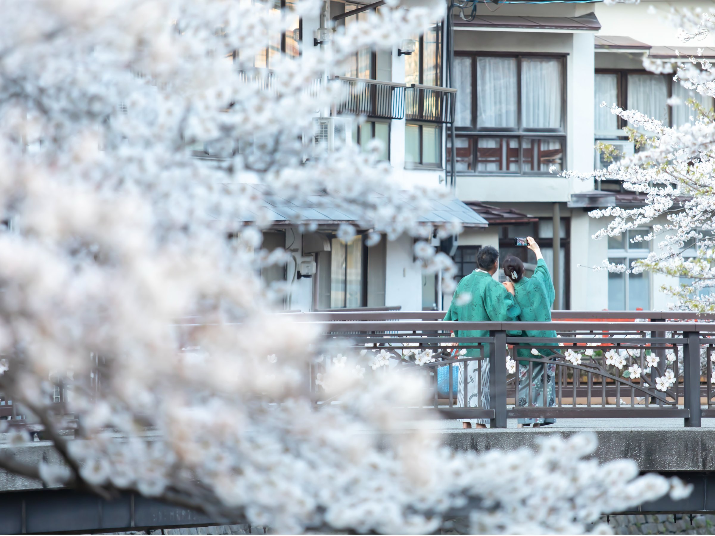 ��艷��̍����؂͗�N�A3�����{����4����{�̂��y���݂��������܂��B