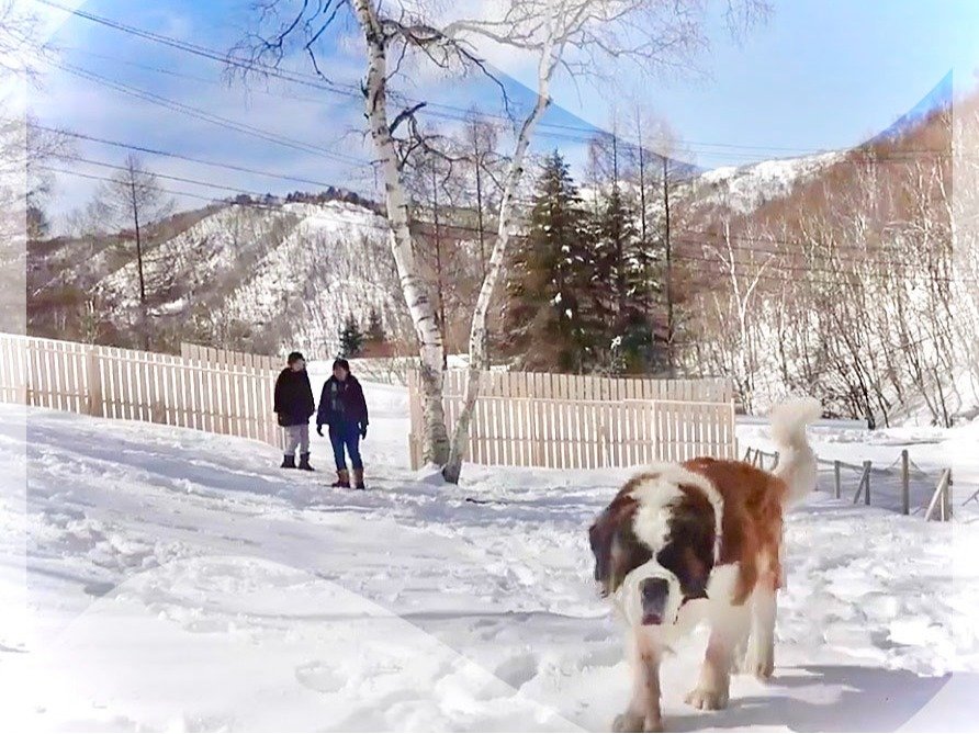 �h�b�O����