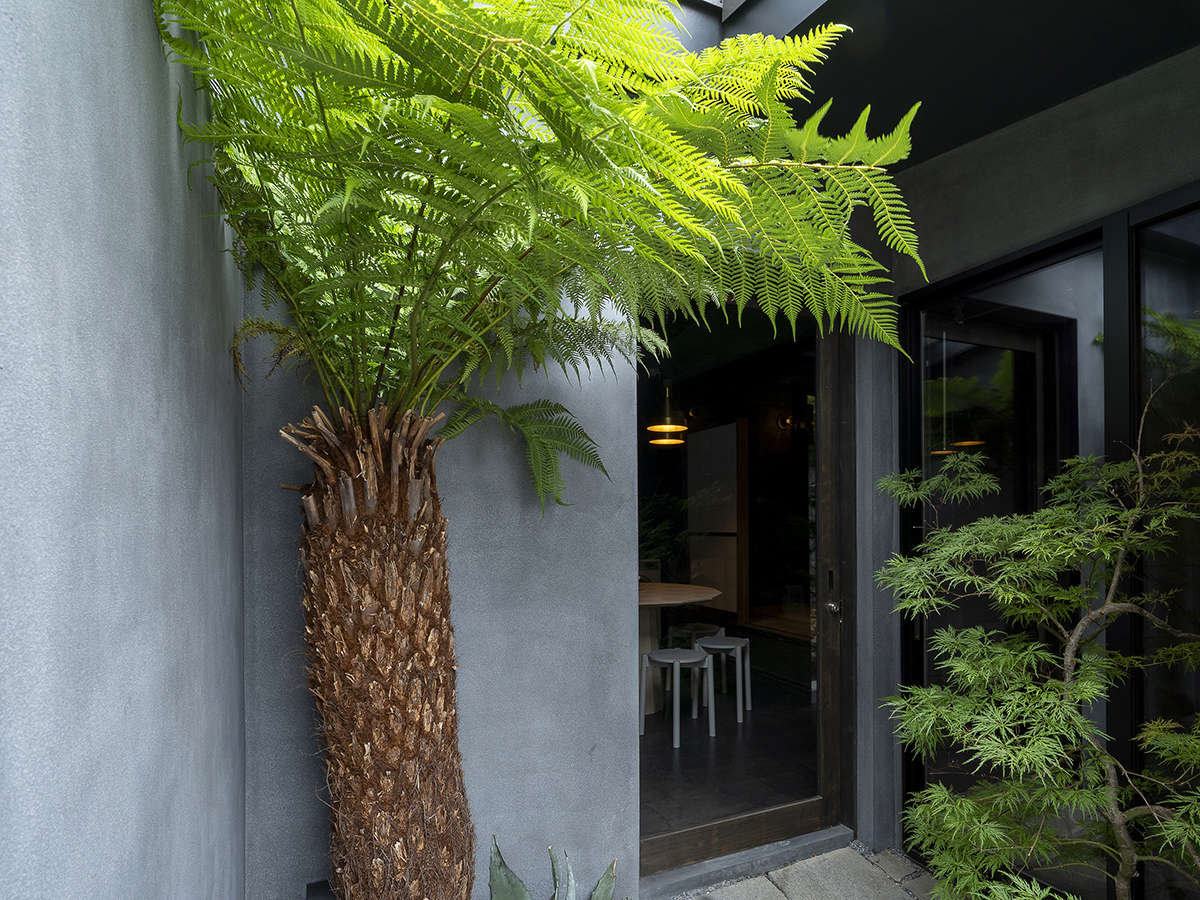 ���ւ̑傫�Ȗ؂́u�\�e�c�v�B�̂���D�܂�A�����Ȃǂ̒뉀�ɂ���������؂ł��B