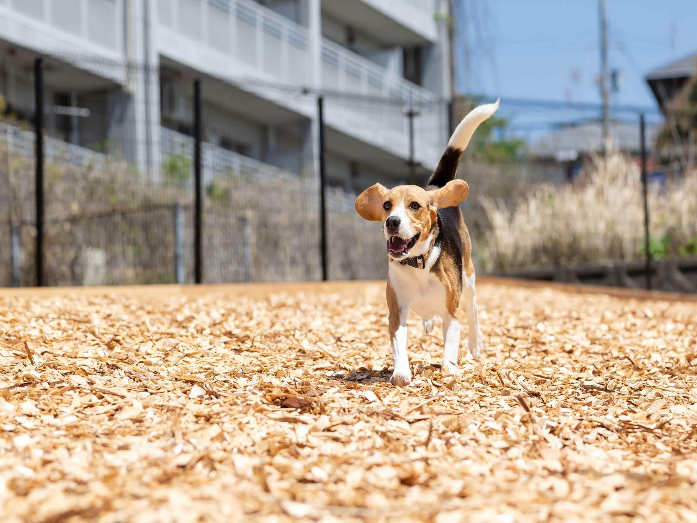 DOG PARK�őS�͎����I