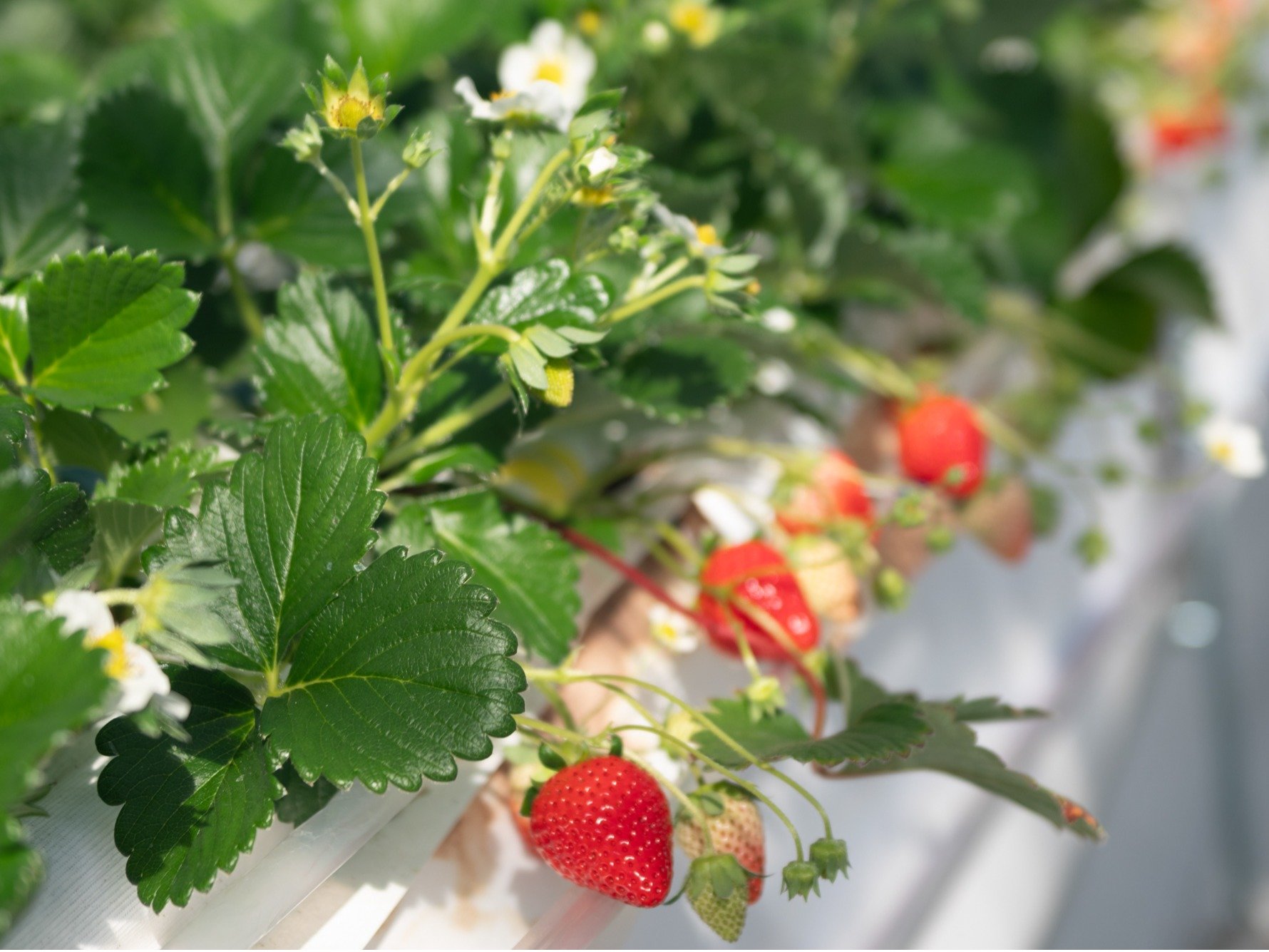 �A�N�e�B�r�e�B�u���n�̌��v