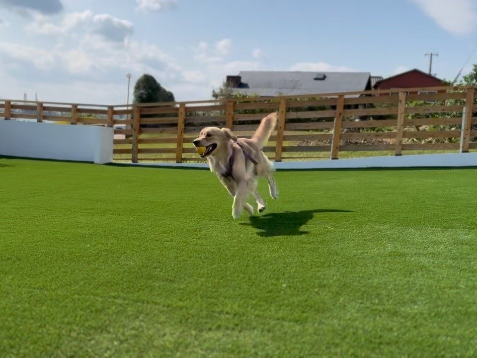 �h�b�O�����A�Ő��K�[�f��