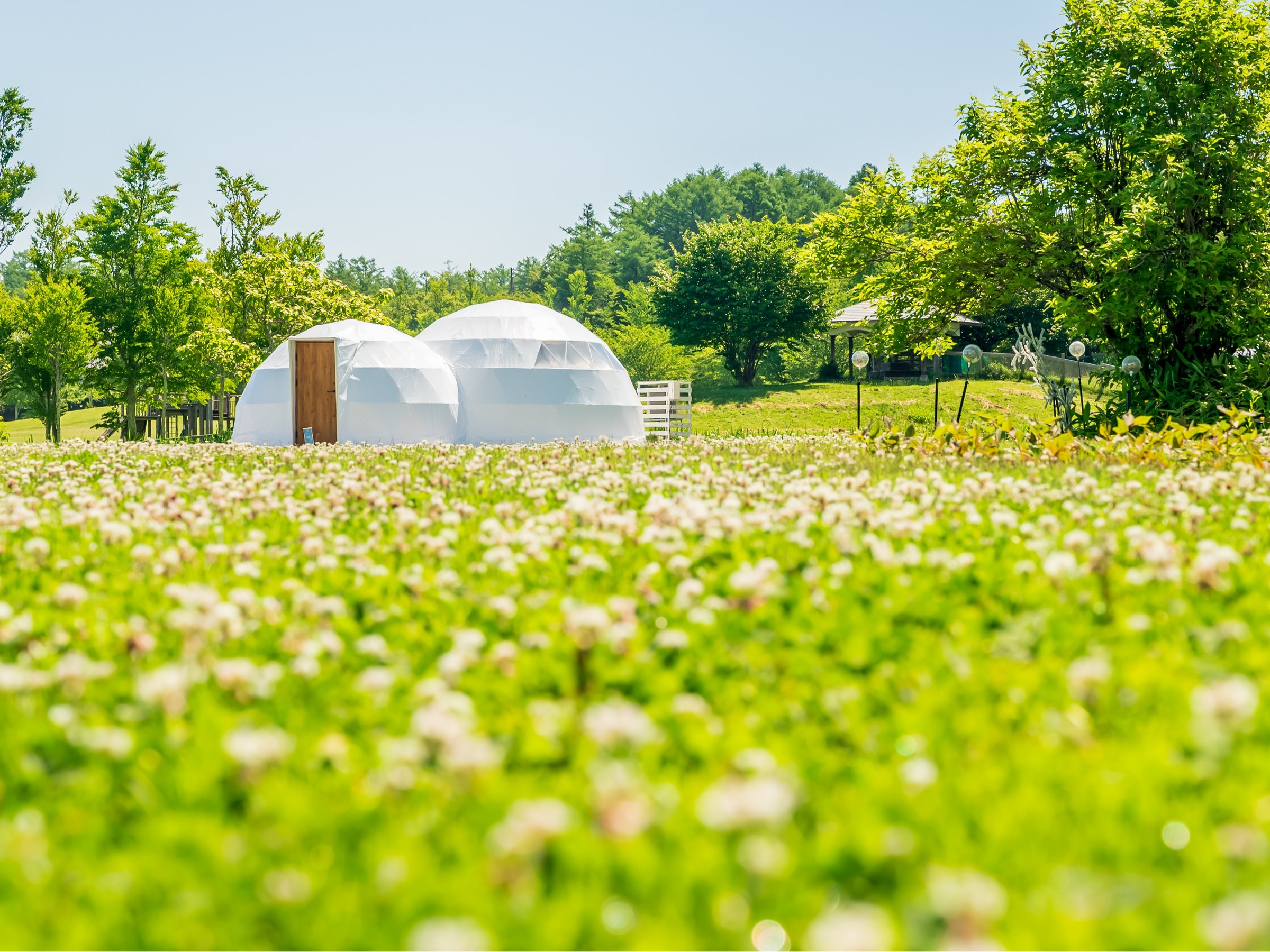 �t�̉ԍ炭�����ɘȂށA�₳�������ɕ�܂ꂽ�O�����s���O�B