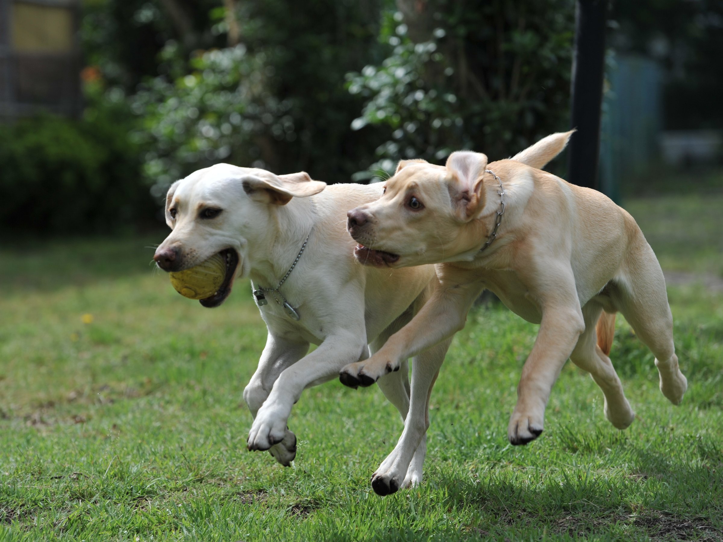 dogrun
