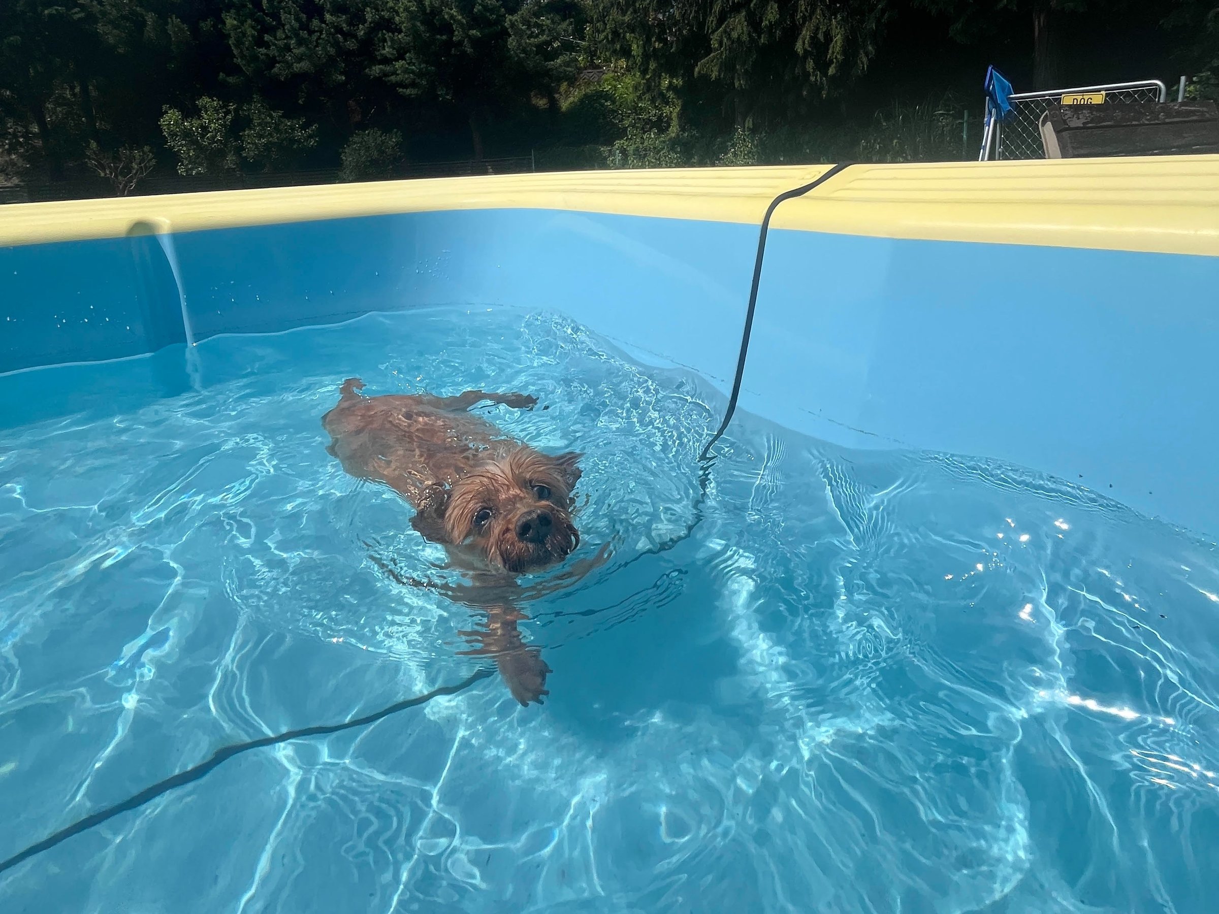 Dog Pool