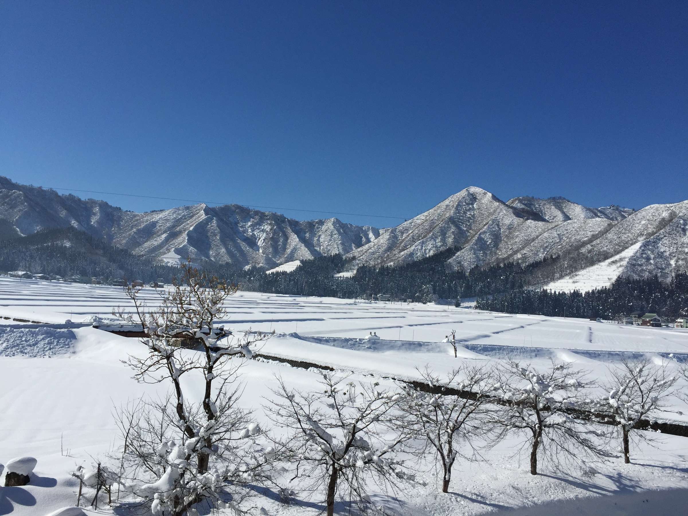 �y�~�z�R���q������̌i�F