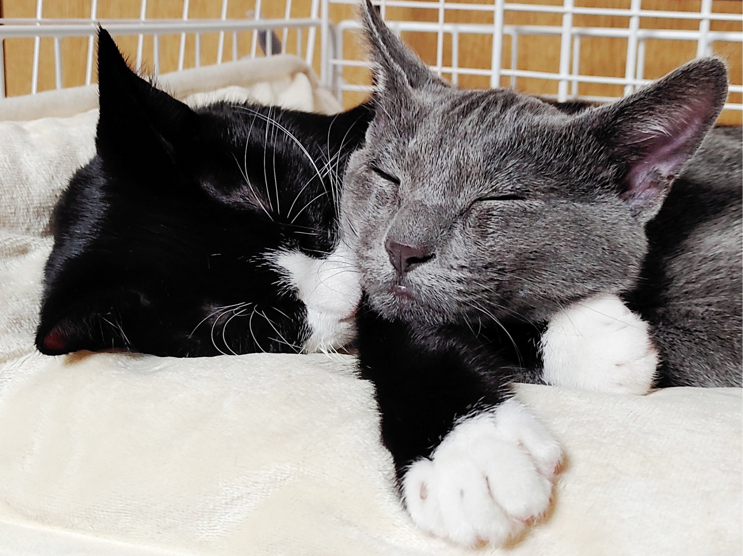 �m���n�y�ŔL�z���V�A���u���[�̃s�[���N�E������L�̃~�~���N�A�Ƃ��ɂ��������P��