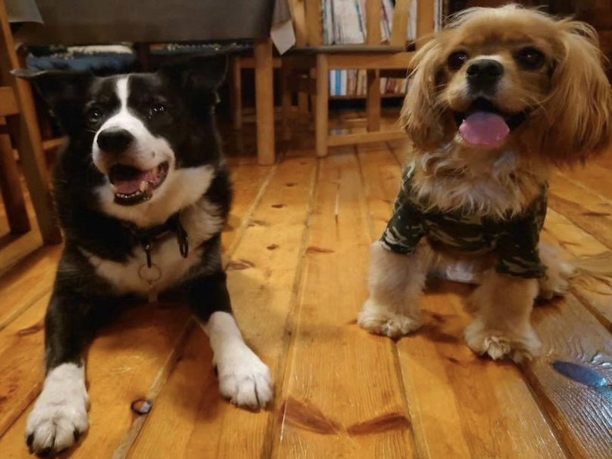 chopper &q